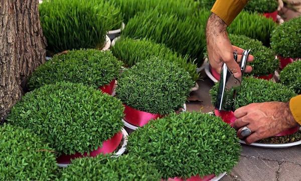 قیمت گل و سبزه عید در رزوهای پایانی سال ، جدیدترین قیمت انواع سبزه، لاله و سنبل را ببینید