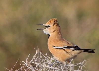 برگزاری جشنواره گردشگری سفر به زیستگاه زاغ بور